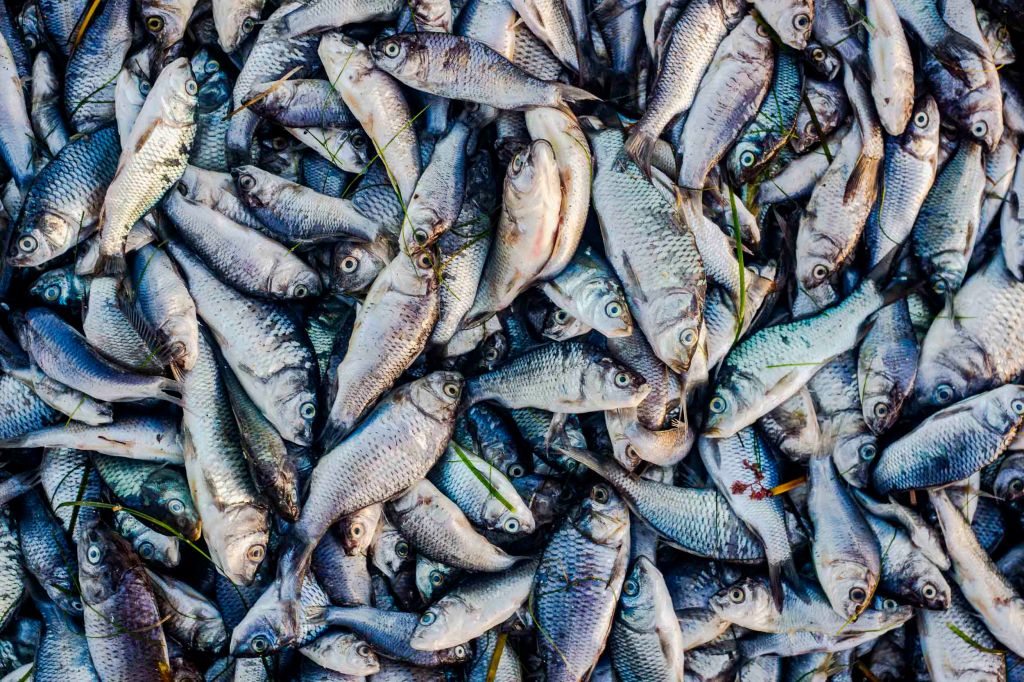 Carp + flood&nbsp;country